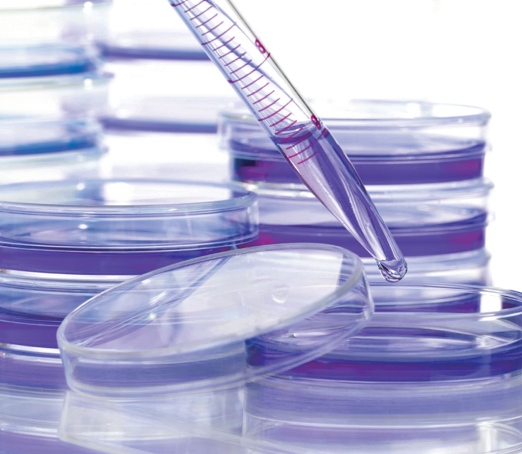 A pipette and stacks of petri dishes with purple and blue liquid inside.